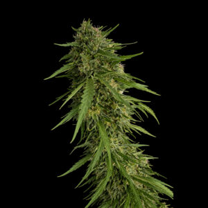 Sour Nana X Fruity Pebbles OG