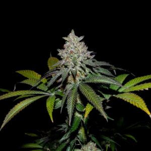 Spritz X Fruity Pebbles OG
