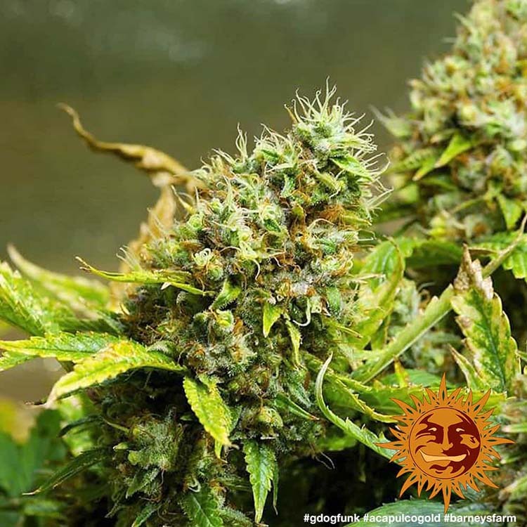 Acapulco Gold