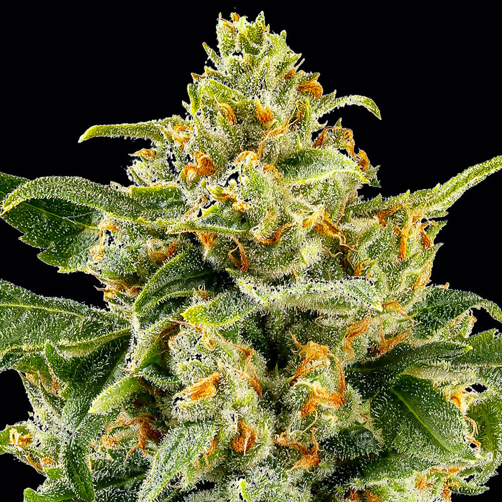 Skunk #1