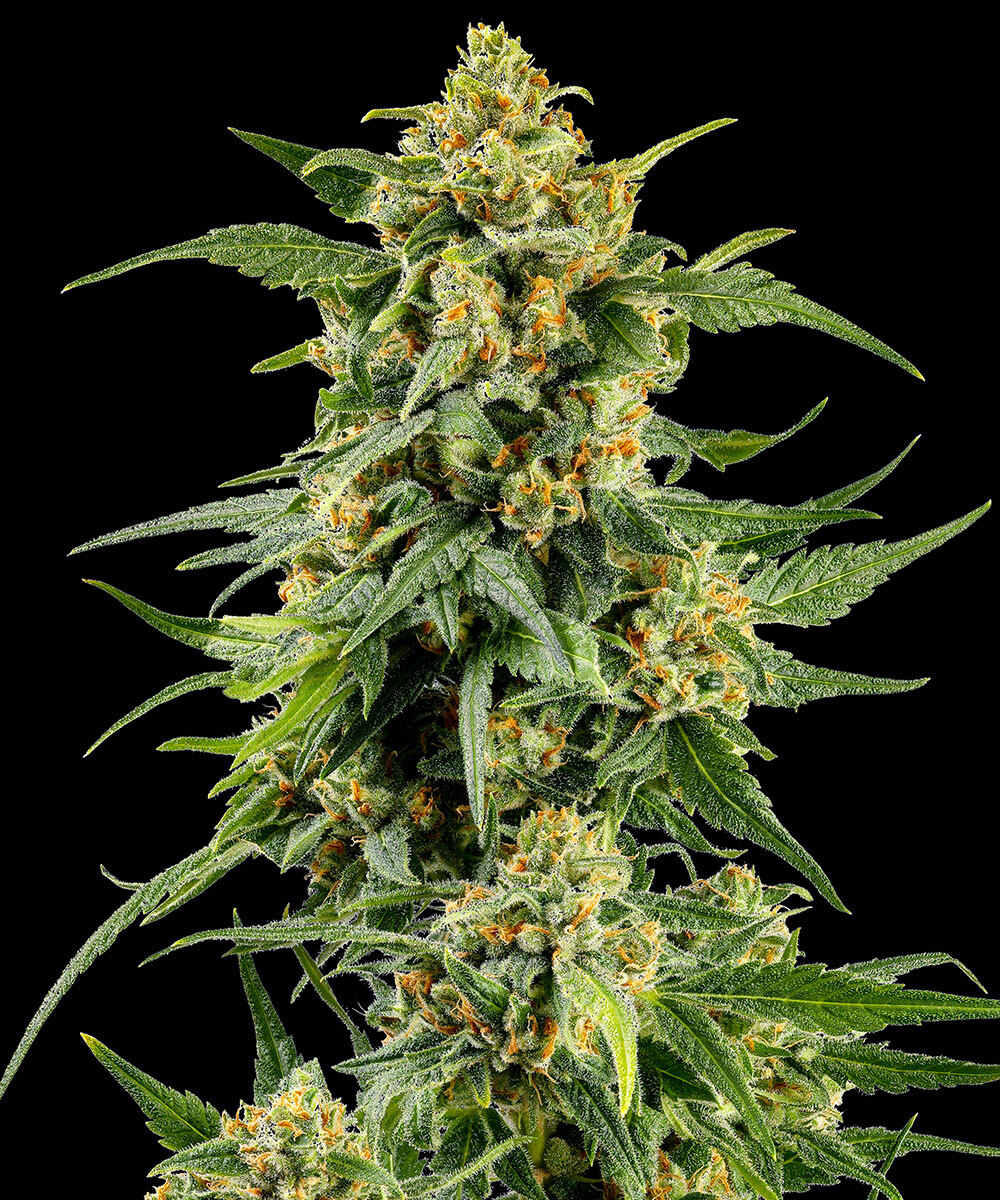 Skunk #1